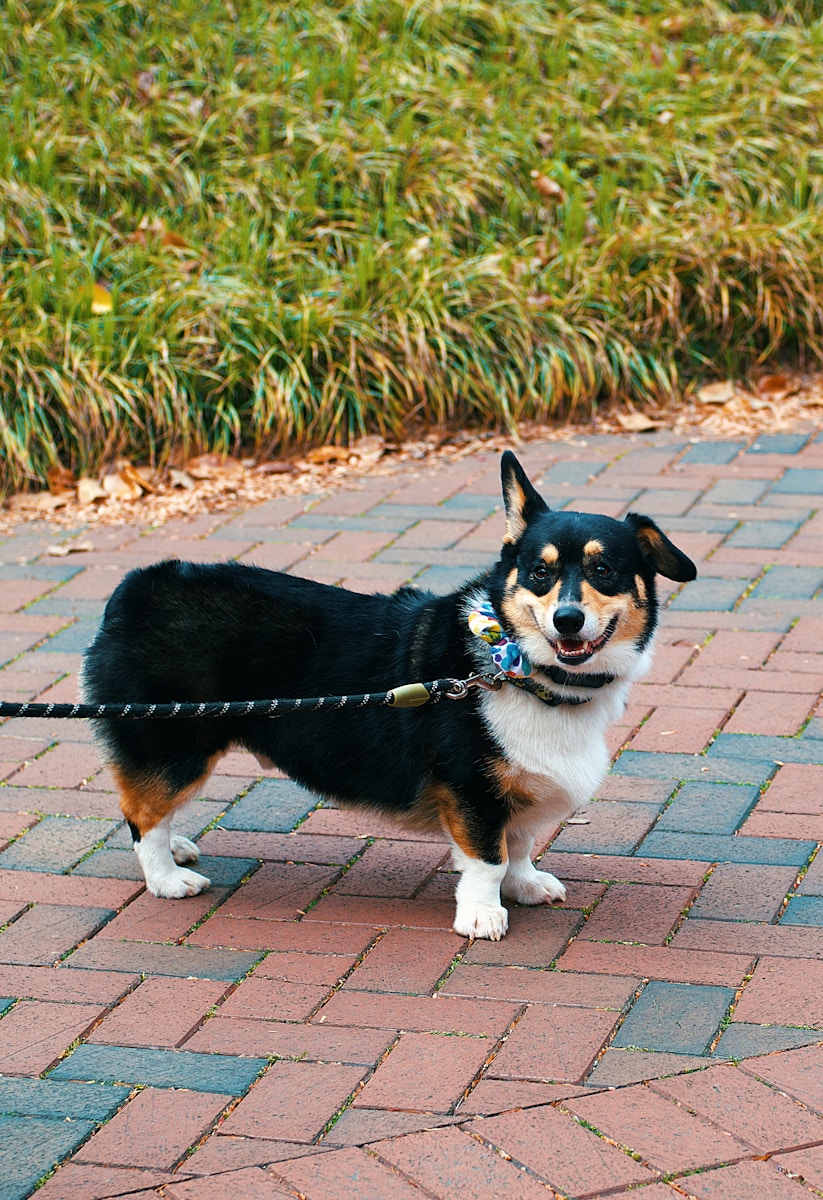 A happy corgi smiles on a brick path.