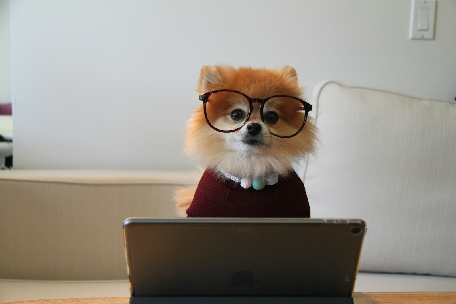 brauner und weißer Pomeranian-Welpe auf MacBook