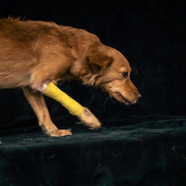Side profile of a brown dog with a yellow bandage on its leg indoors.