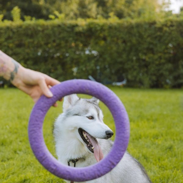 Sibirischer Husky im Freien mit einer Person, die ein lila Ringspielzeug auf einem grünen Feld hält